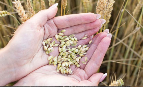 grain growers donate $100k to RFDS WA